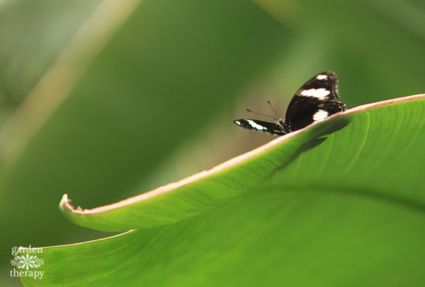 Create an Irresistible Butterfly Garden 