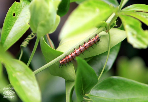 Caterpillar on its host plant