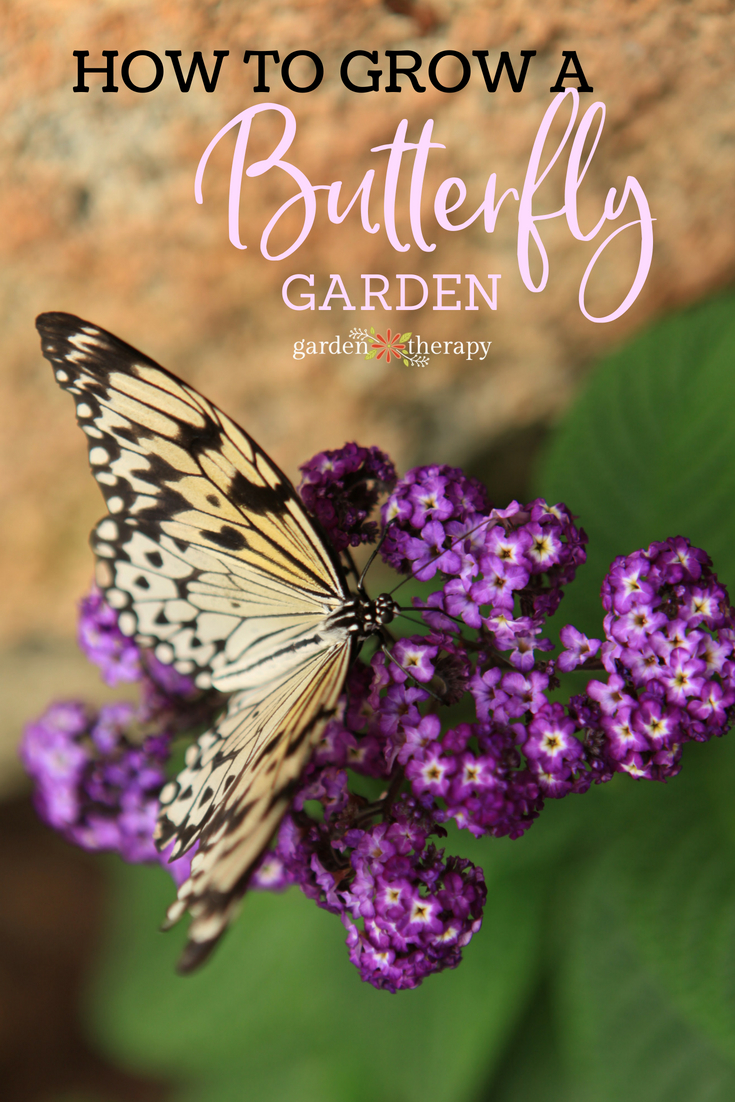 How to grow a butterfly garden