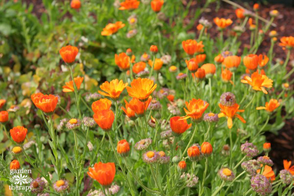 orange calendula flowers growing