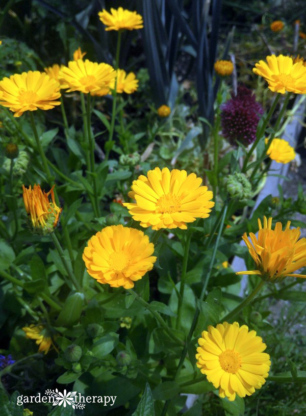 La caléndula florece en un jardín.