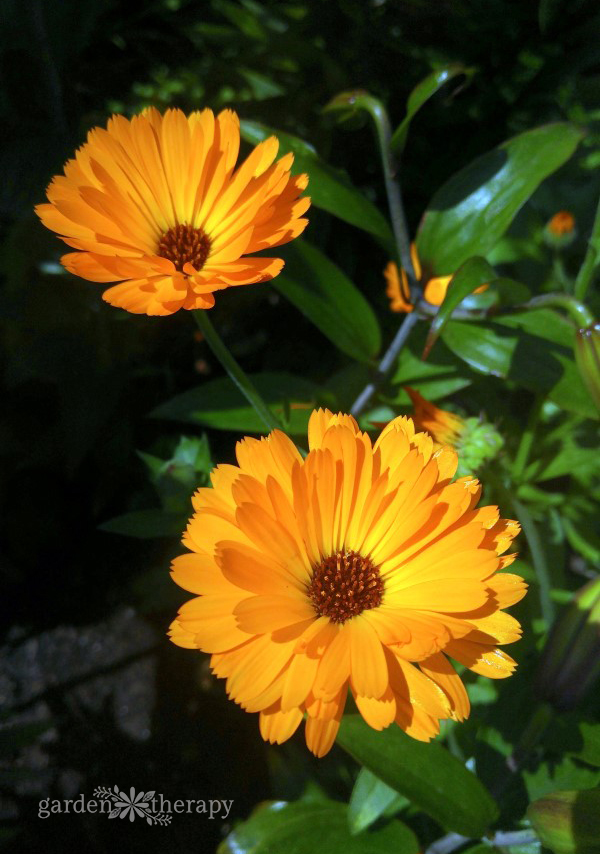 two calendula flowers in full bloom