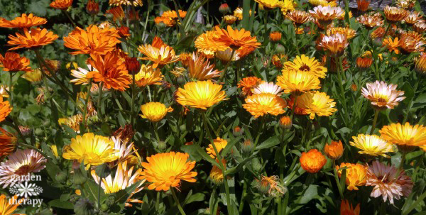 garden bed full of calendula flowers