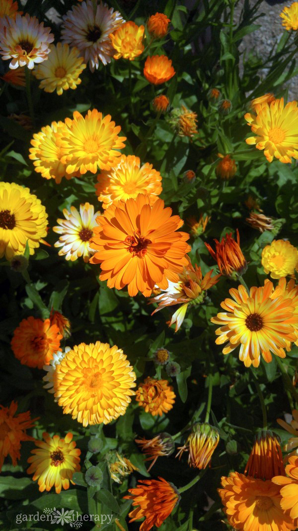 calendula flowers in orange and yellow viewed from above