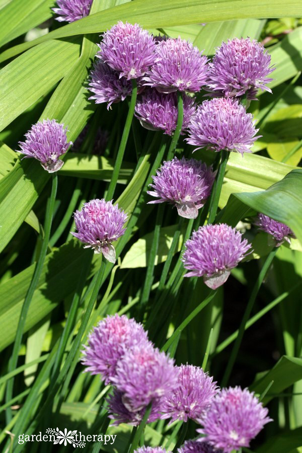 garden chives