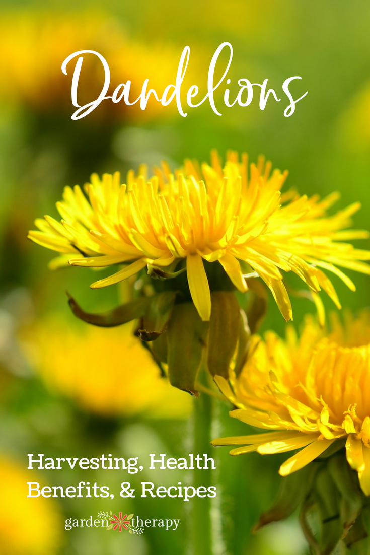 are yellow dandelions poisonous to dogs