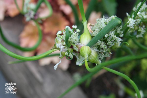 Egyptian Walking Onion is a great example of a resilient plant that's edible.