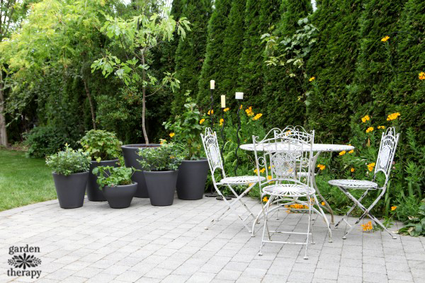 Grow a patio fruit garden