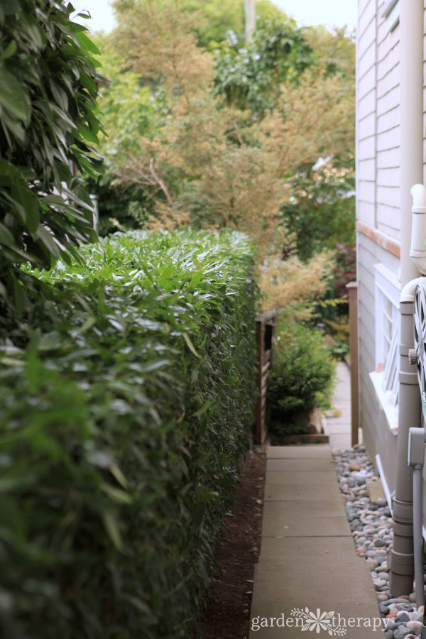 bushes next to house after learning how to trim hedges