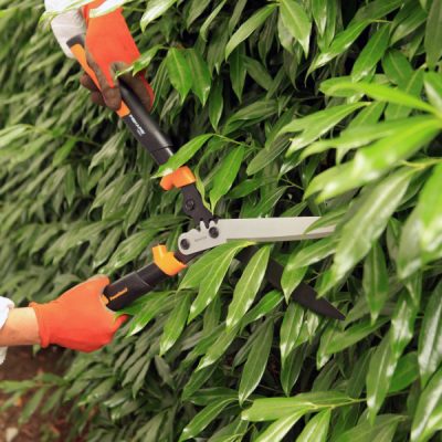 hedge pruning tips and tricks