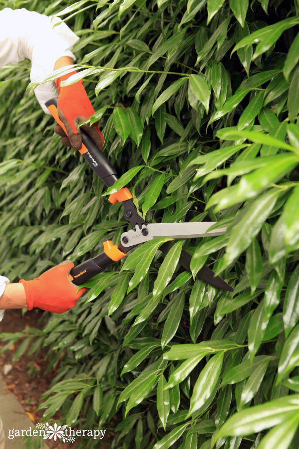 hedge pruning tips and tricks