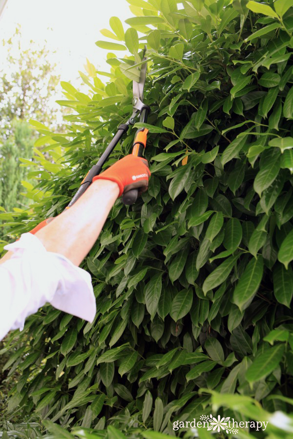 Woman using extendible hedge shears for pruning bushes
