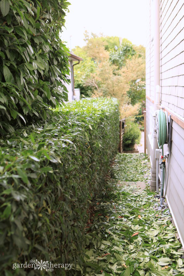 hedge trimmings