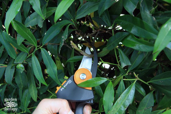 small pruning shears for learning how to trim hedges