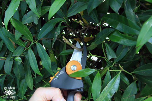 How to Care For Garden Pruners - Garden Therapy