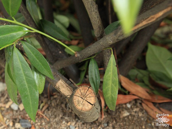 shrubs damaged from excessive hedge pruning