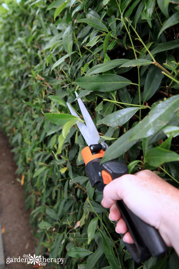 trimming hedges with grass shears
