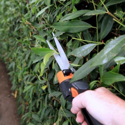 hedge pruning 101