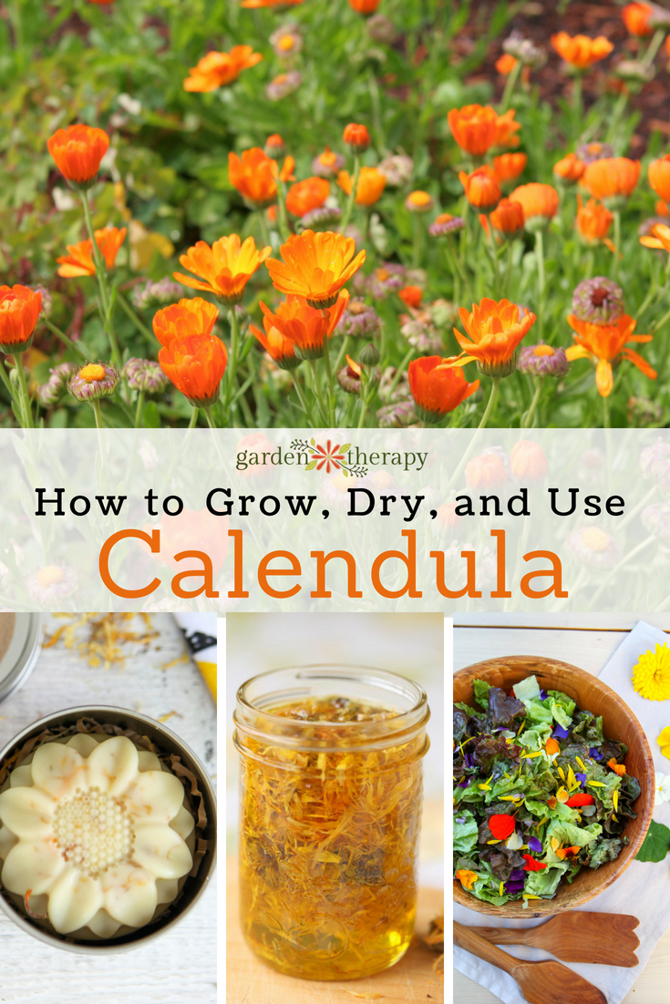 How to Grow Your Own Organic Calendula Flowers • Gardenary