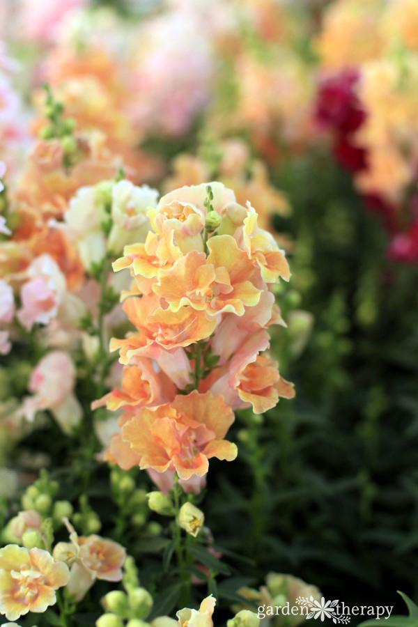 Snapdragons in bloom