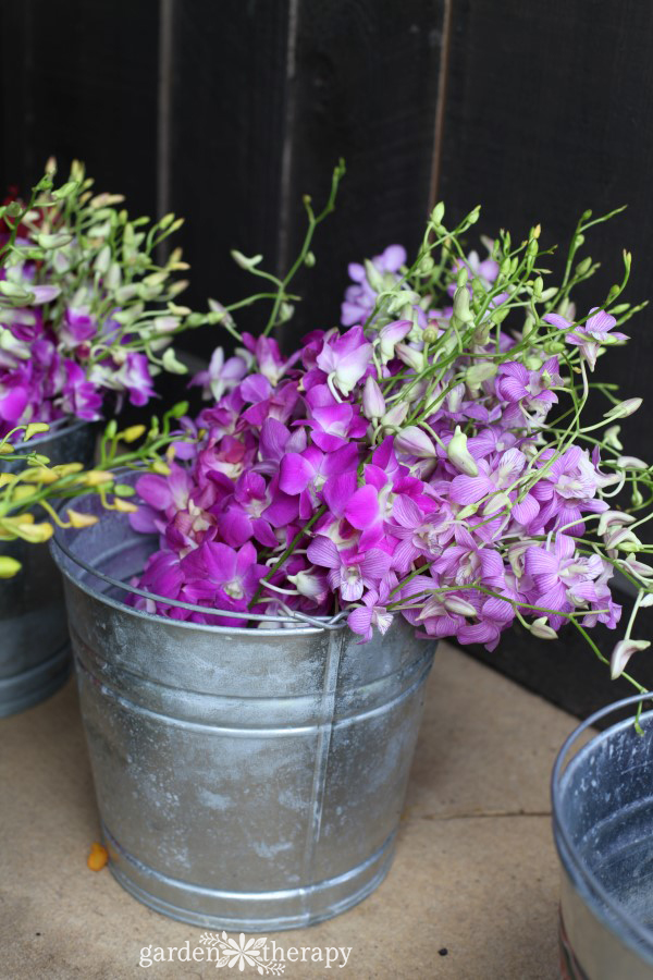 Orchids in a metal container