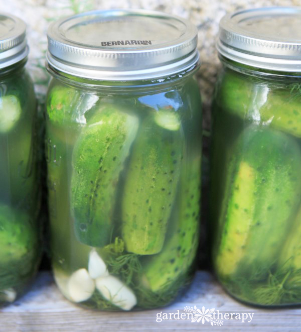 The Best Ever Deli-Style Sour Pickles Recipe. Ever. Seriously. - Garden ...