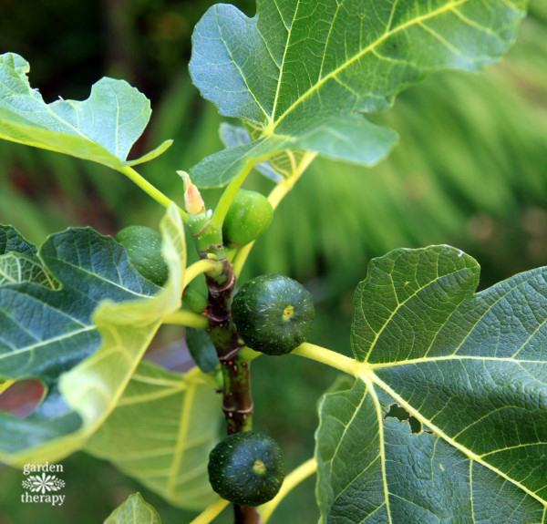 Patio figs