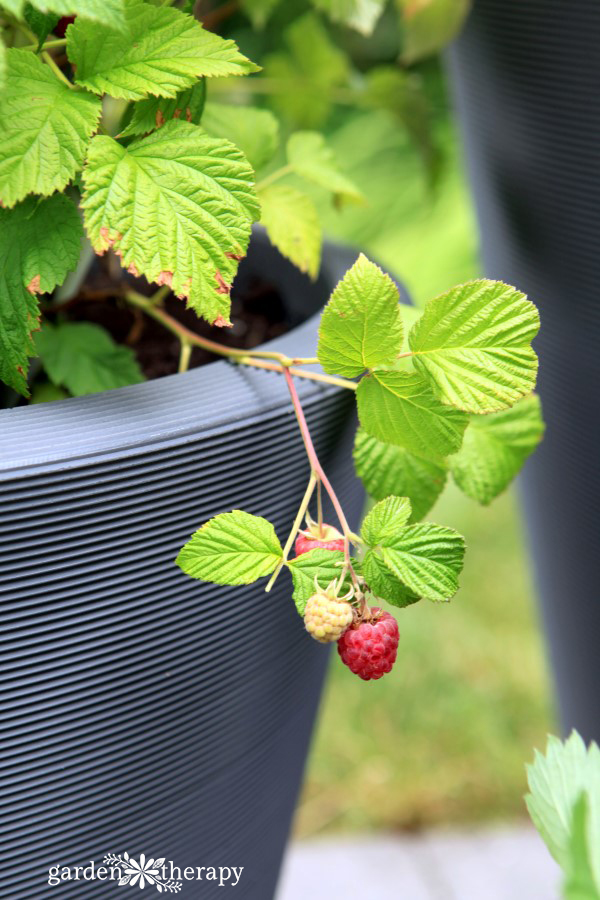 patio raspberries