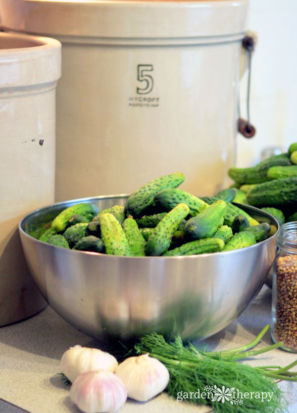 Old Fashioned Deli-Style Sour Pickles