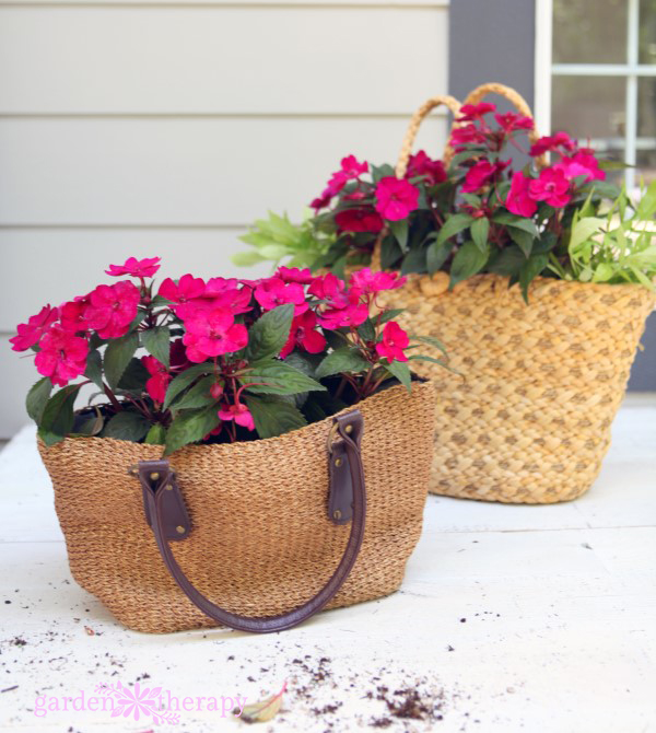 Planting SunPatiens in Purses