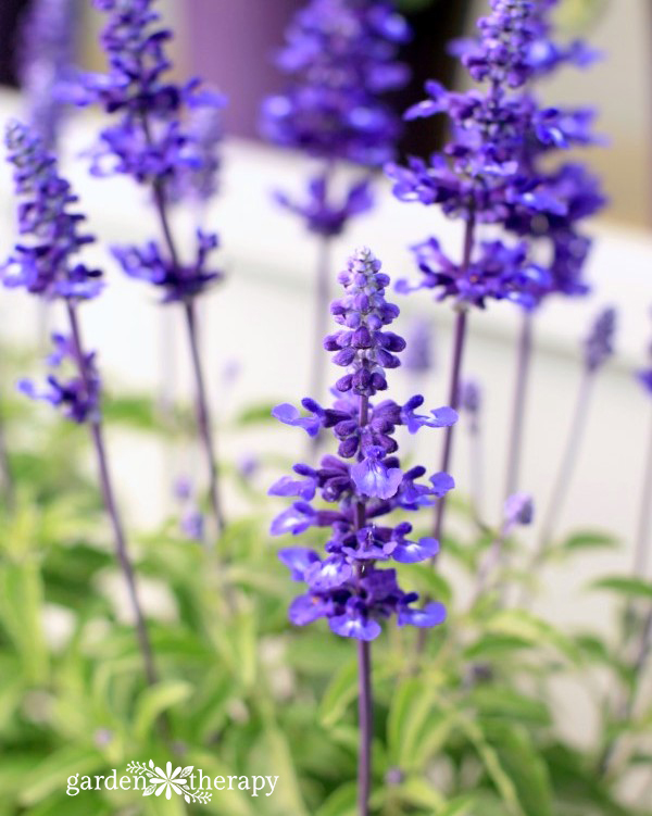 Salvia 'Sally Fun' - annuals from seed