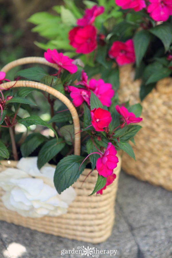 SunPatiens in a straw purse planter