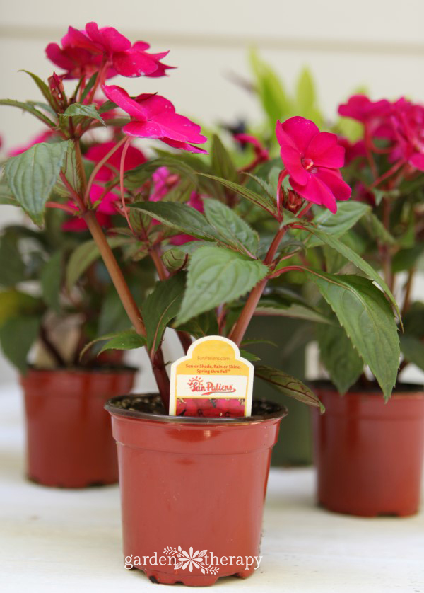 SunPatiens for a straw purse planter