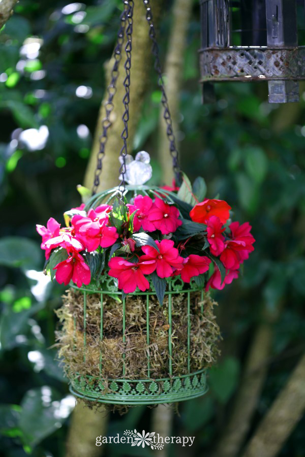 Bird Cage Hanging Basket with Liner