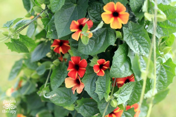 Heat tolerant flowers - Thunbergia 'Tangerine Slice A-Peel'