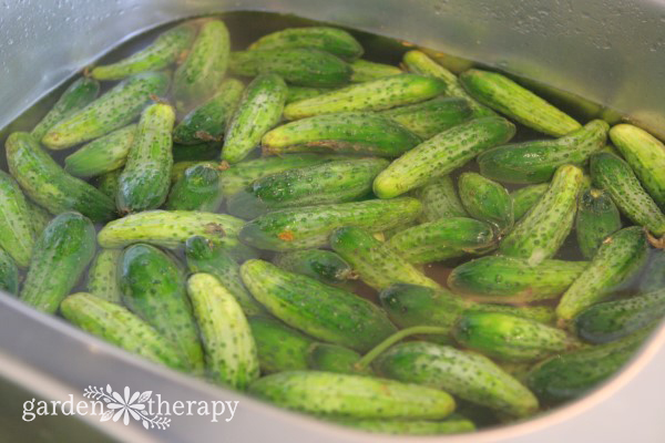 Old Fashioned Deli-Style Sour Pickles