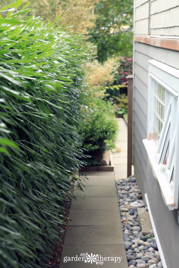 Hedges next to a house before trimming