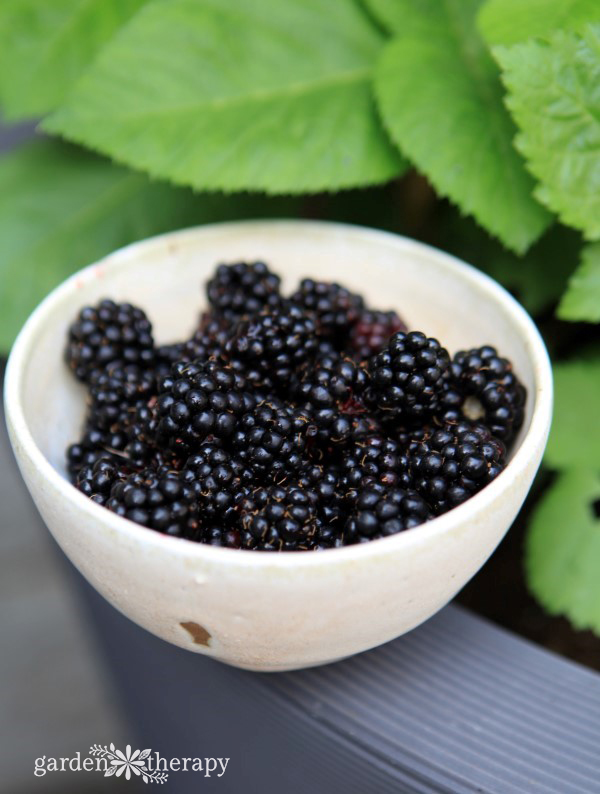 Bowl of Baby Cakes Blackberries