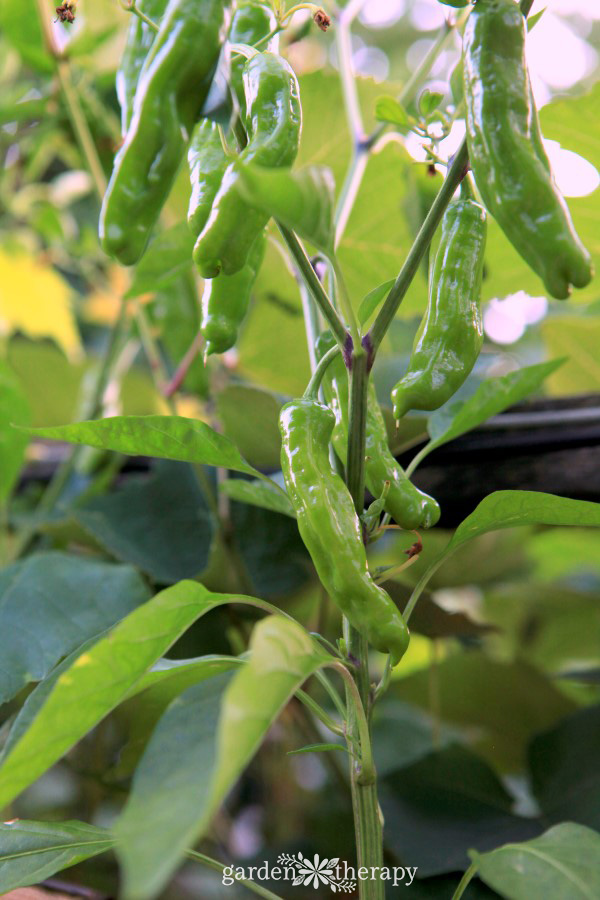 Growing Shishito Peppers