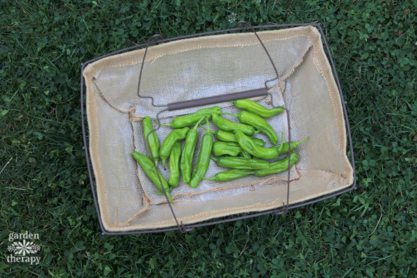 Harvesting Shishito Peppers