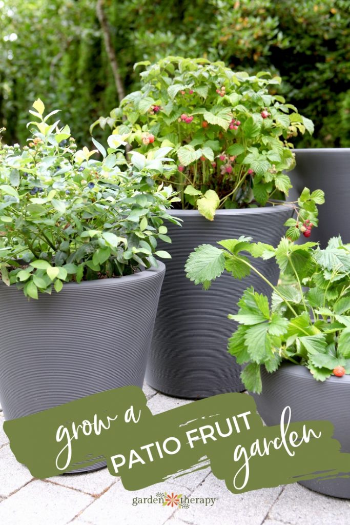 Grow a Small Space Patio Fruit Garden