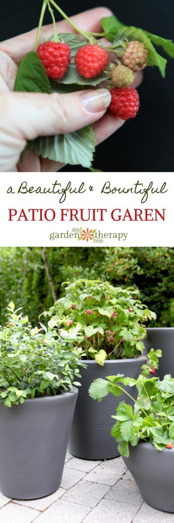 Patio Fruit -Sweet Edibles You Can Grow as a Container Garden