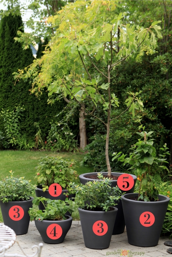 fruit trees that can grow in pots