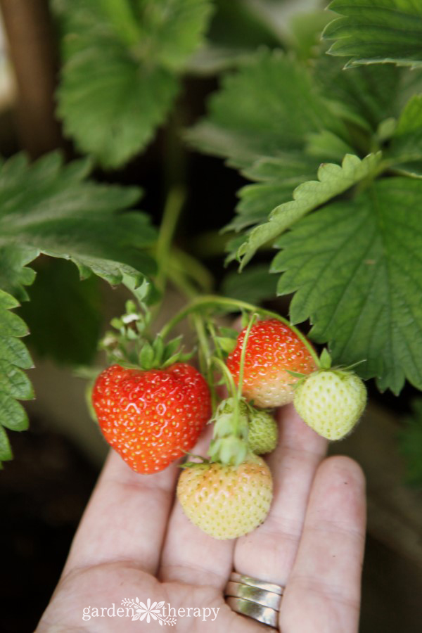 Patio Plant Seascape Strawberry berries