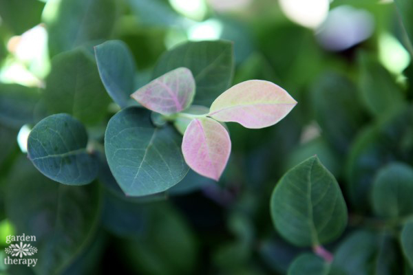 Pink icing blueberry leaves