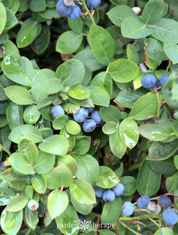 Pink Icing pretty Blueberries