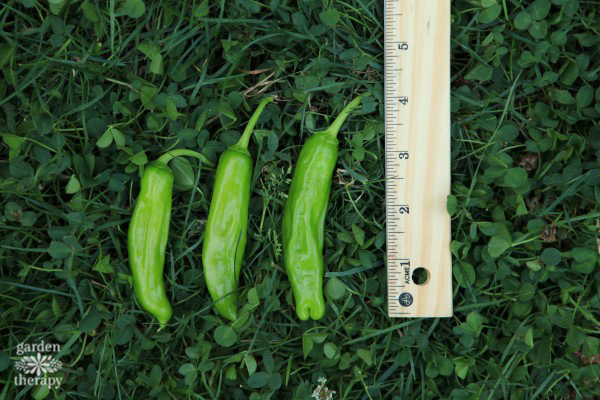 measuring home grown peppers