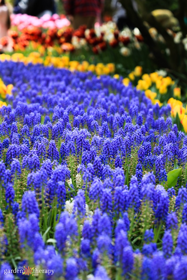 A Flowing River of Muscari grape hyacinth bulbs