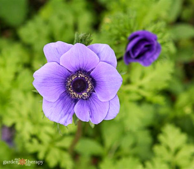 Anemone de Caen - 'Mr. Fokker' blue