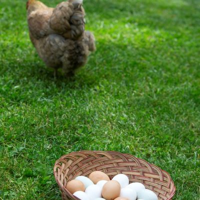 Backyard Chicken Breeds and Egg Color